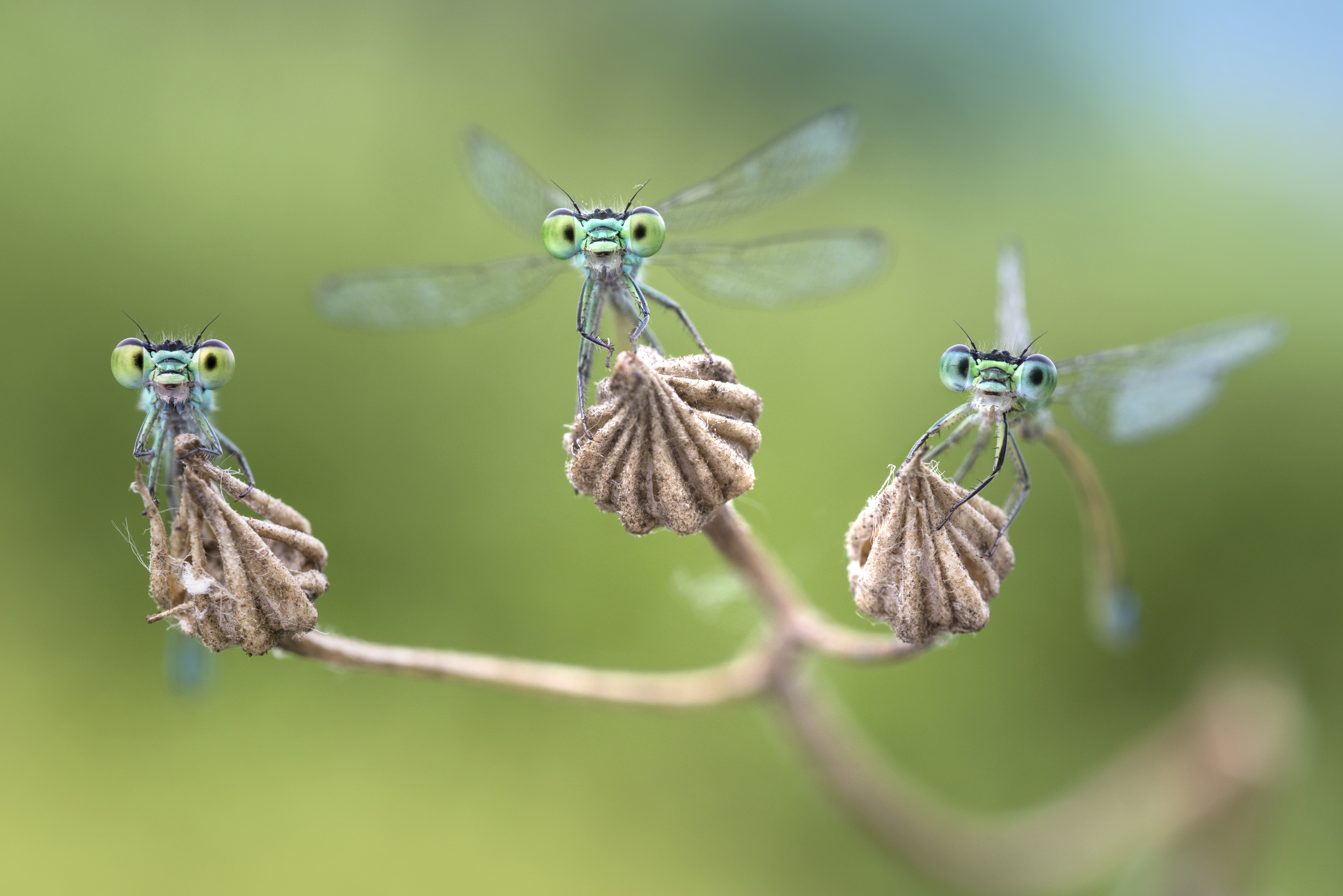Facettenreiche Insekten - Vielfalt | Gefährdung | Schutz